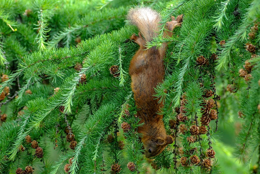 squirrel, cone, eat, softwood, larch, animal, nature, green color HD wallpaper