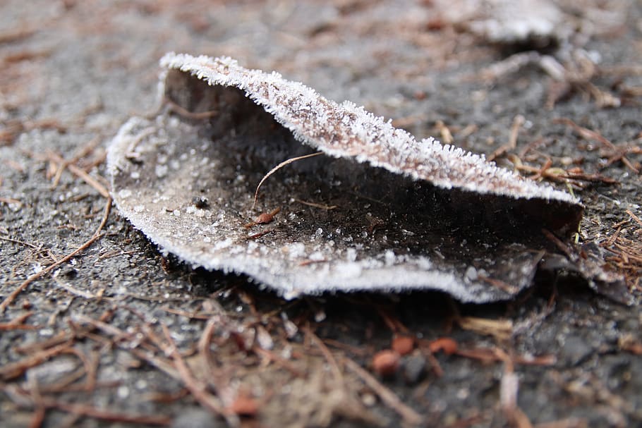 frost, leaf, cold, winter, frozen, autumn, hoarfrost, plant HD wallpaper