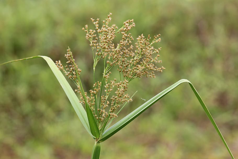 malaccensis, cyperus, wild, grass, plant, focus on foreground HD wallpaper