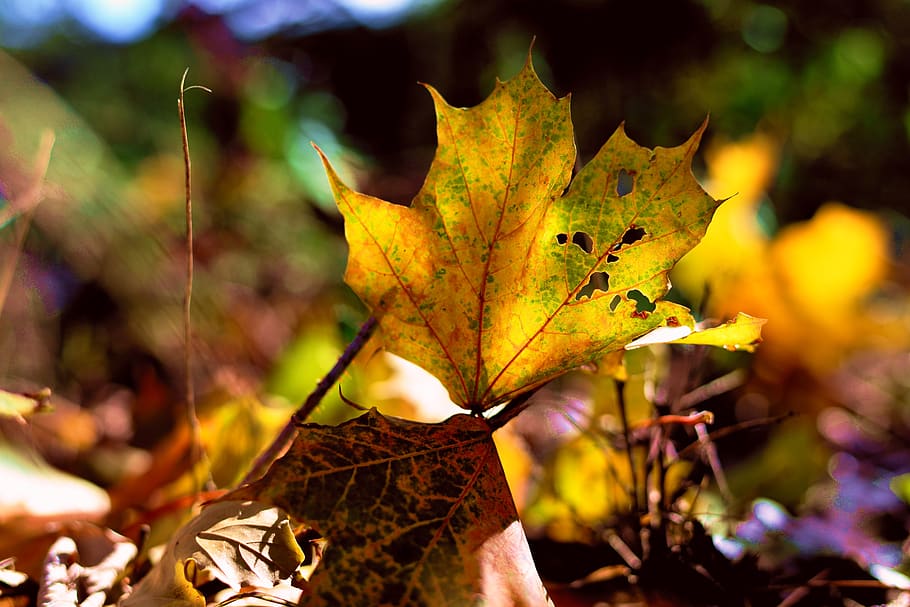 fall leaves, autumn, fall foliage, fall color, autumn colours HD wallpaper