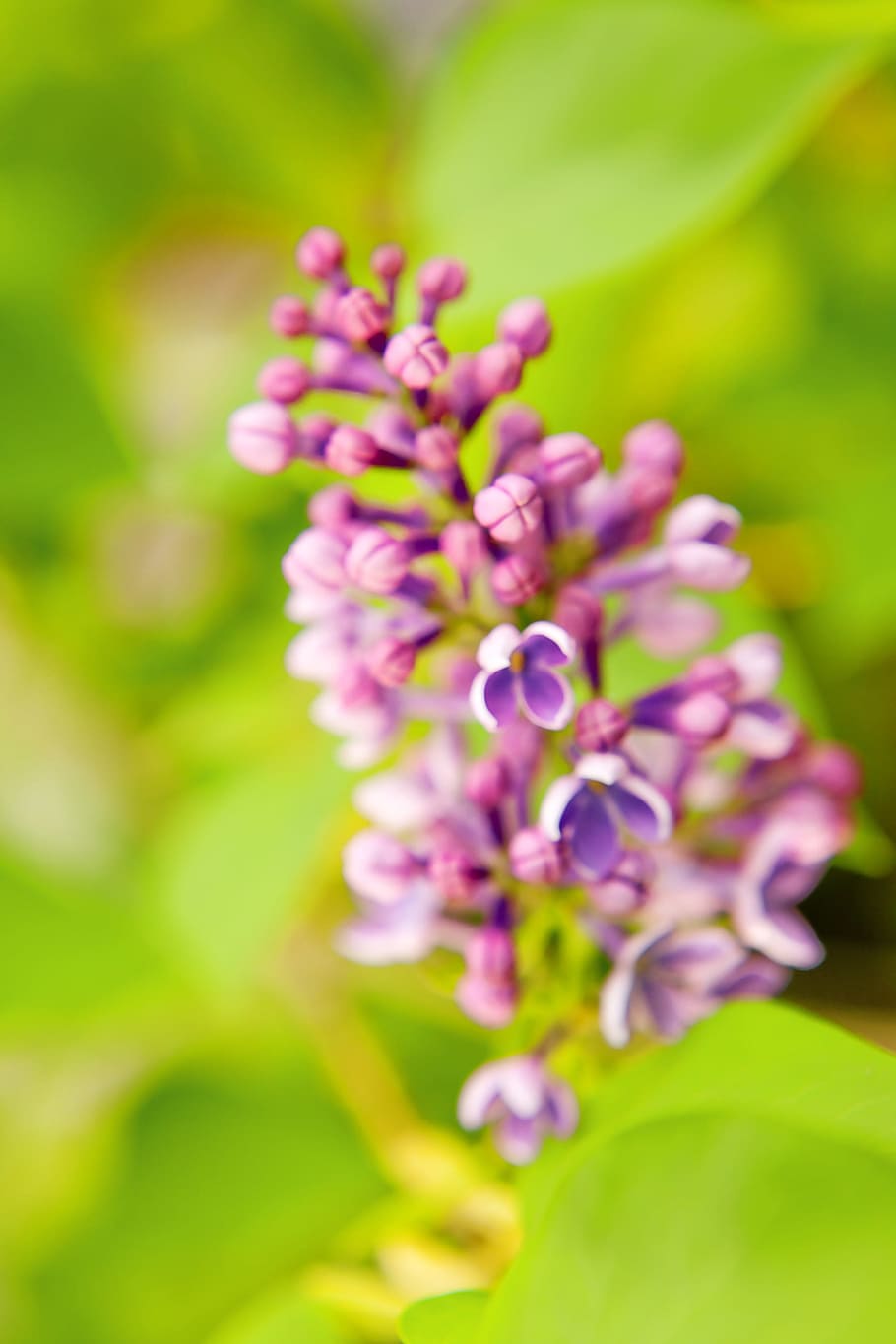beautiful, blossom, bright, bunch, closeup, detail, flora, floral HD wallpaper