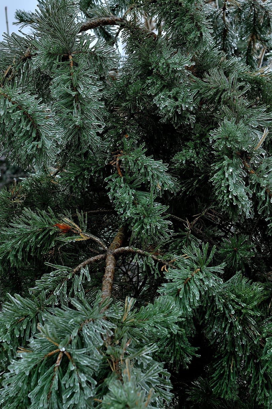 ice, winter, nature, tree, needles, branch, pine, beautiful HD wallpaper