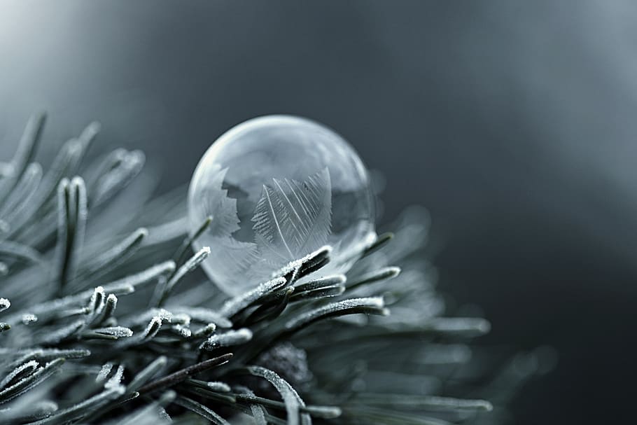 frost, bubble, winter, bubble blower, tree, plant, close-up HD wallpaper