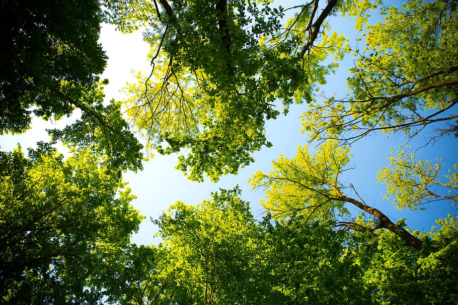 tree, nature, branch, leaf, season, wood, landscape, park, flora HD wallpaper