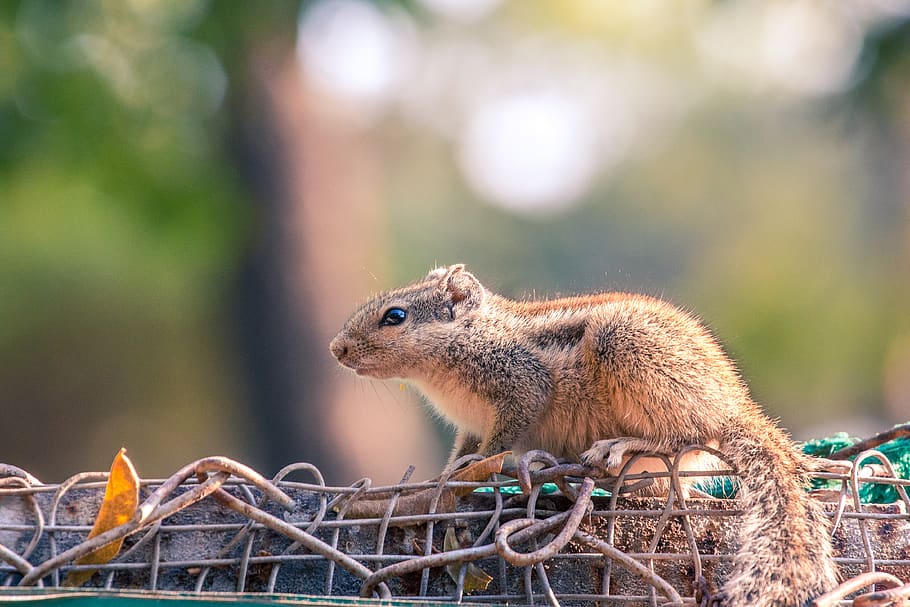 brown squirrel on fence, rodent, animal, mammal, indroda nature park HD wallpaper