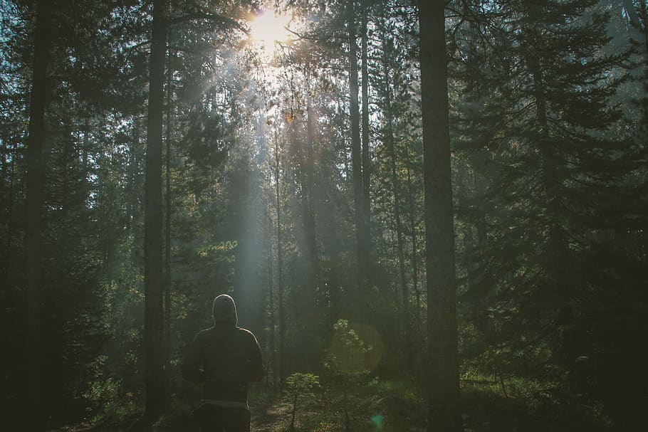 man standing in the forest, tree, plant, land, rear view, growth HD wallpaper