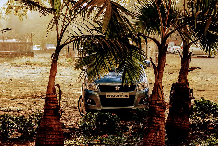 tree, arecaceae, palm tree, plant, wheel, machine, summer, mumbai HD wallpaper