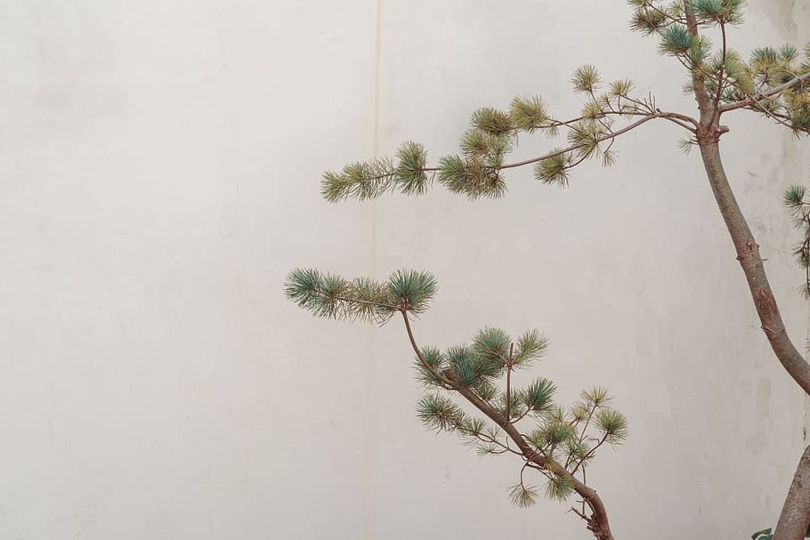 green tree beside white wall, plant, growth, nature, palm tree HD wallpaper