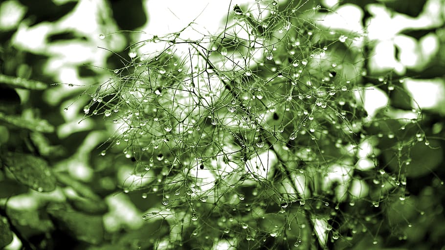 Green Leaf Plant With Dew, close-up, macro, nature, waterdrops HD wallpaper