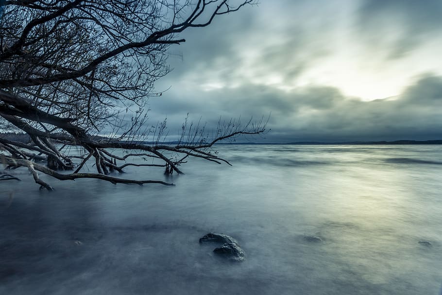 bare tree lake, nature, outdoors, water, sea, ocean, shoreline HD wallpaper