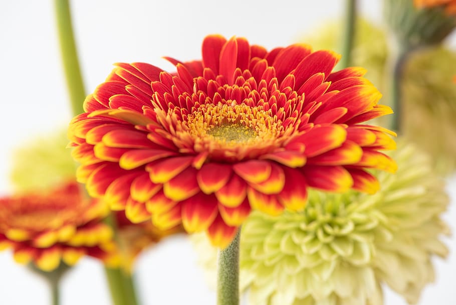gerbera, flower, blossom, bloom, red, yellow, petals, pistil HD wallpaper