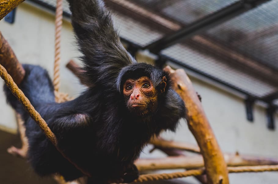 selective focus of climbing monkey, animal, amsterdam, netherlands HD wallpaper