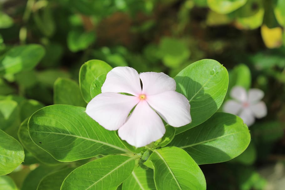 white, flower, spring, flowers, plant, rosa, nature, beautiful HD wallpaper