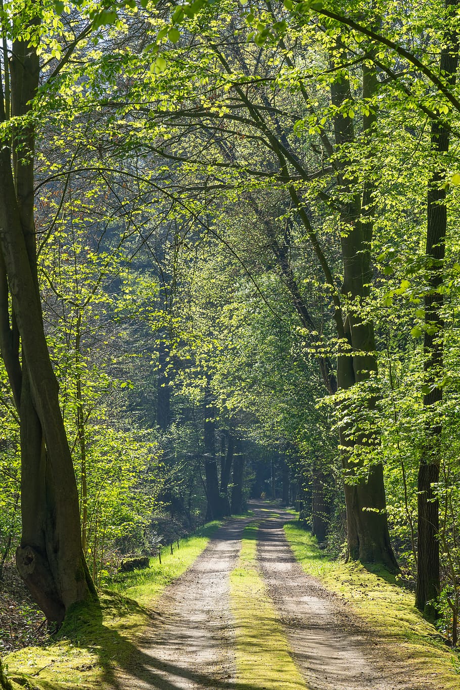 forest path, away, nature, mood, landscape, light, leaves, mystical HD wallpaper