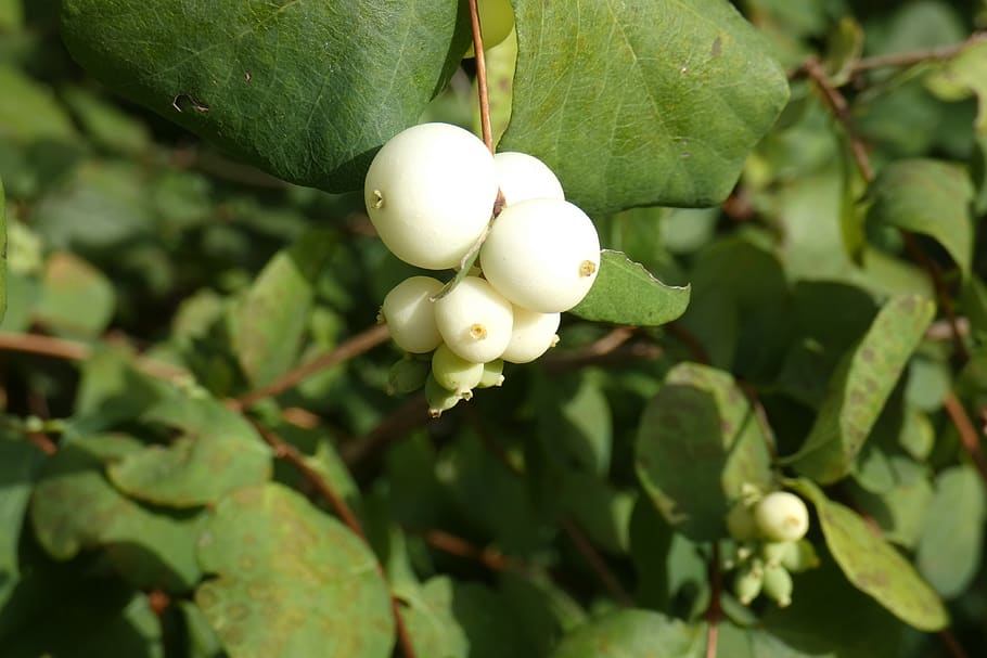flower, white, balls, summer, garden, plant, green, nature HD wallpaper