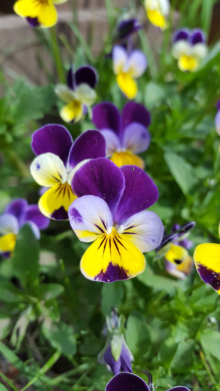 spring flowers, hobby, flowering plant, vulnerability, fragility HD wallpaper