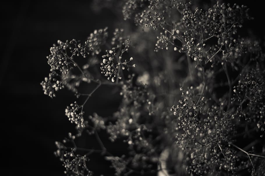 flora, summer, nature, flowers, minimal, beautiful, europe HD wallpaper