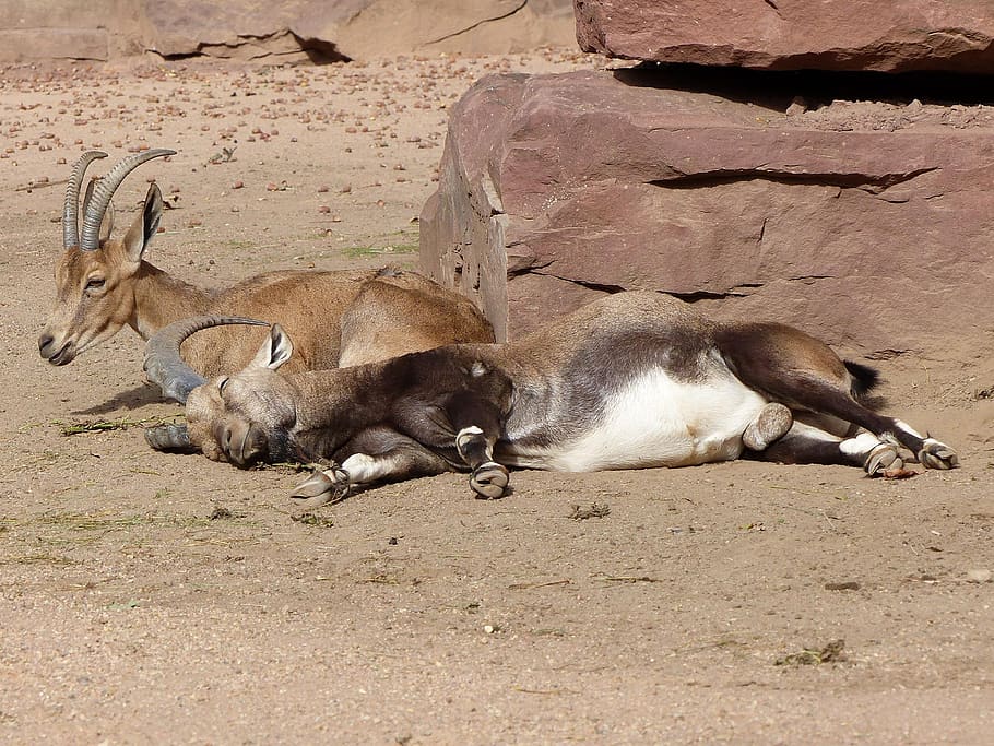 zoo, bock, afternoon rest, break, sleep, tired, animal themes HD wallpaper