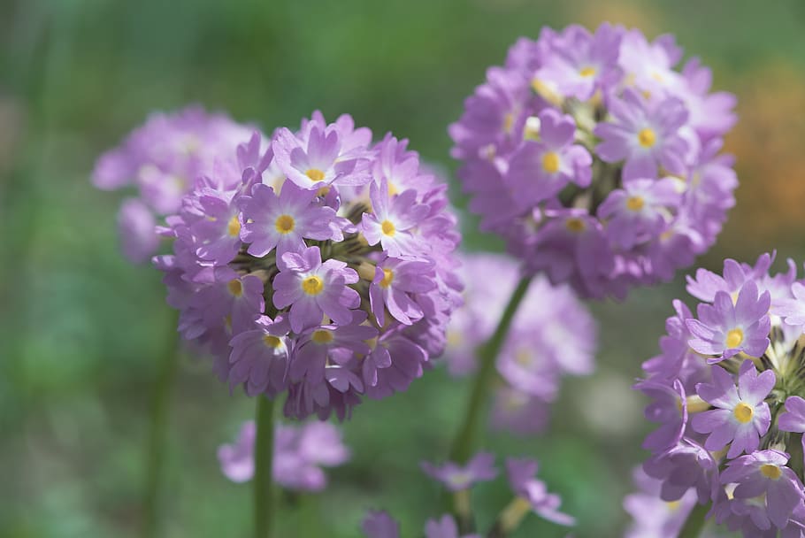 primrose, pink, drumstick, spring, plant, nature, garden, close up HD wallpaper