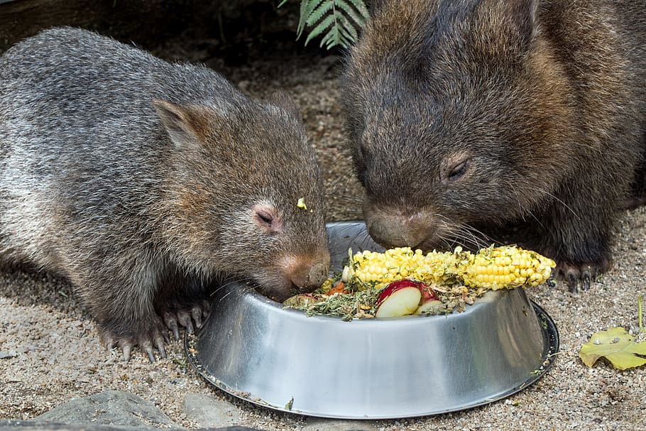 two rodent eating corns, animal, animal themes, food, animal wildlife HD wallpaper