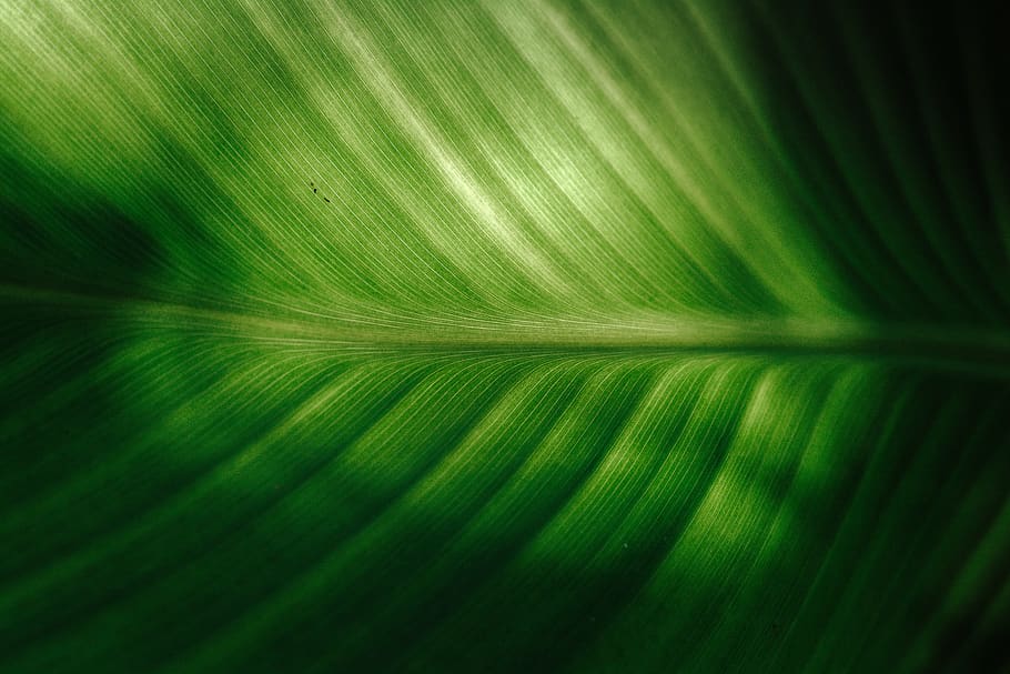 close-up of green elaf, plant, leaf, veins, texture, nature, pattern, HD wallpaper