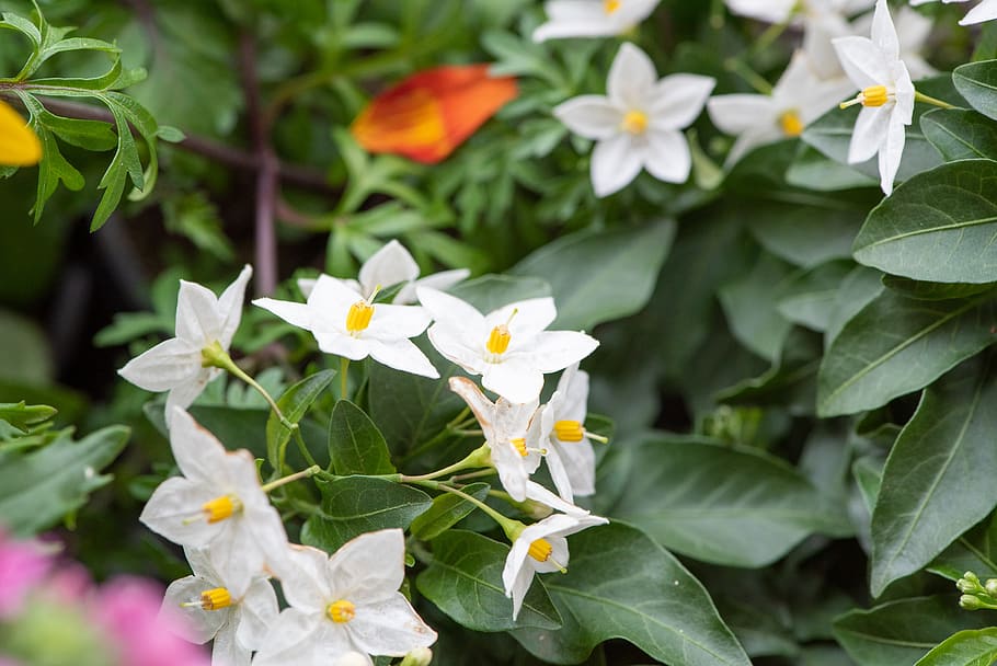 flowers, white, bloom, spring, garden, spring flowers, plant HD wallpaper
