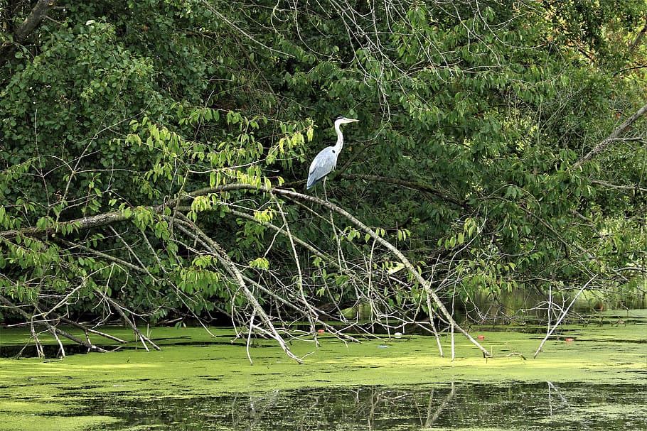 Heron water. Цапли на дереве у воды.