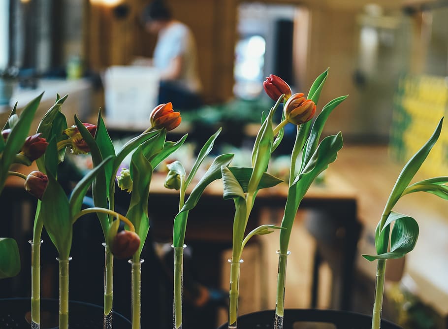 canada, montréal, crew, stem, leaf, flowers, growth, plant HD wallpaper