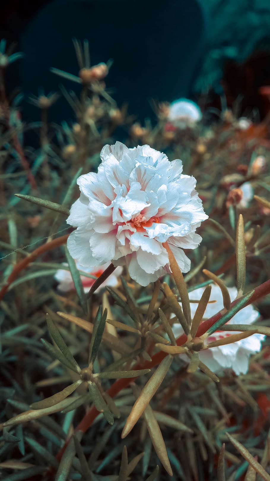 india, ahmedabad, thaltej, plant, flower, flowering plant, growth