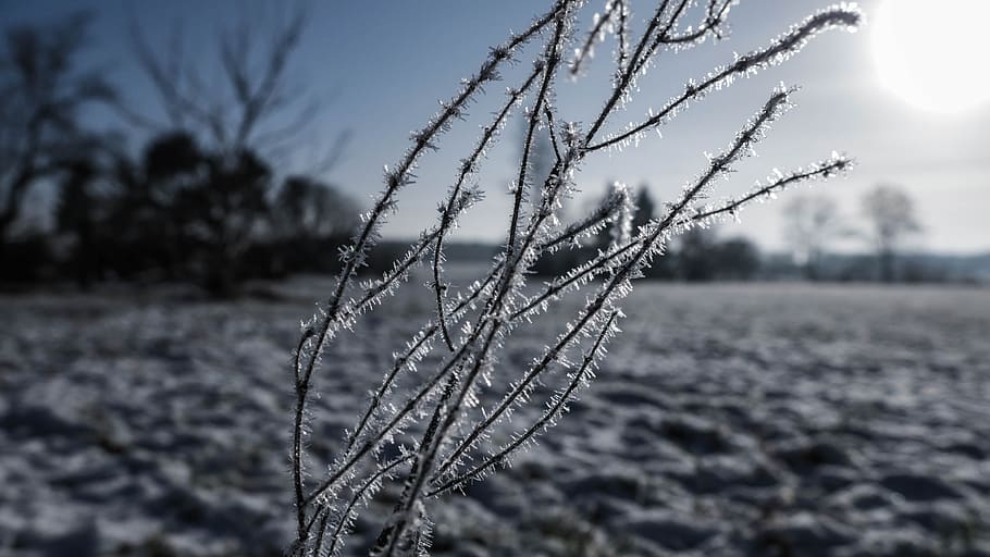 winter, snow, crystal, cold, nature, snowflake, snowflakes HD wallpaper