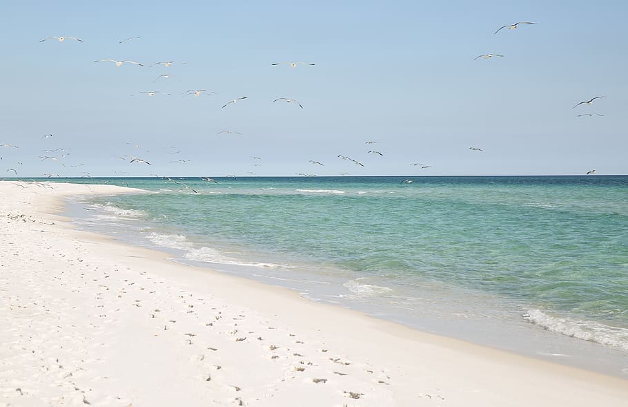 beach, birds, seagulls, pensacola, ocean, blue water, serenity