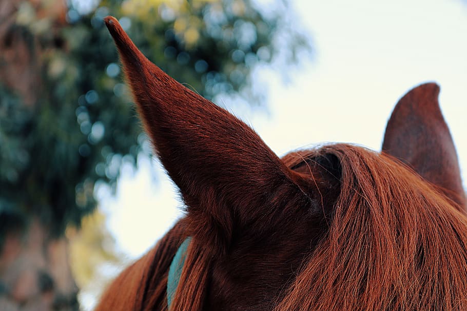 brown horse, animal, mammal, colt horse, nature, foal, bird, head HD wallpaper