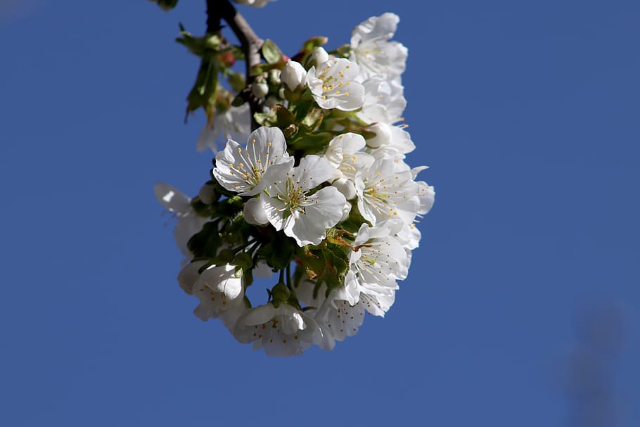 cherry, blossom, bloom, white, nature, spring, branch, cherry blossom HD wallpaper