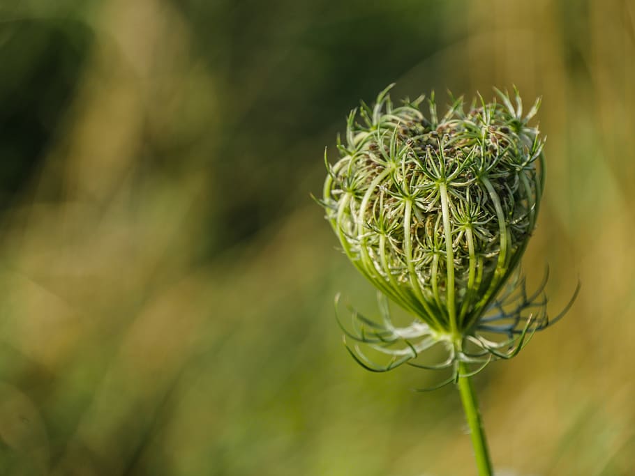 wild, carrot, wild flower, grassland plants, bud, meadow, wild plant