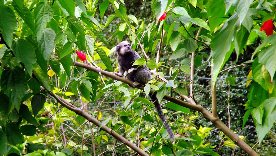 brasil, animal, forest, monkey, tree, animal themes, plant HD wallpaper