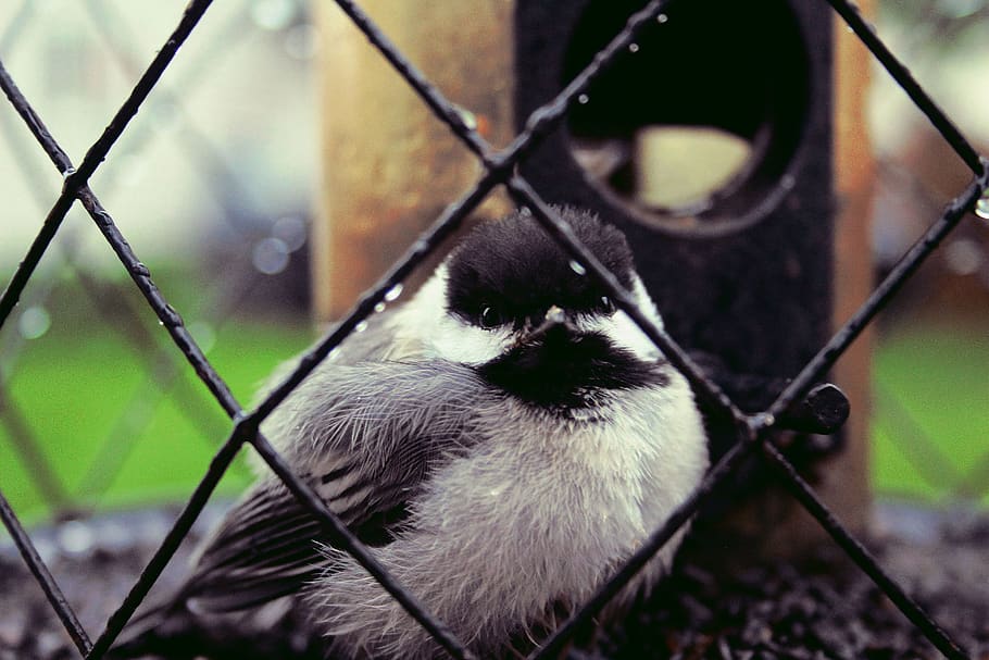 white and black bird, animal, jay, beak, outdoors, finch, blue jay HD wallpaper