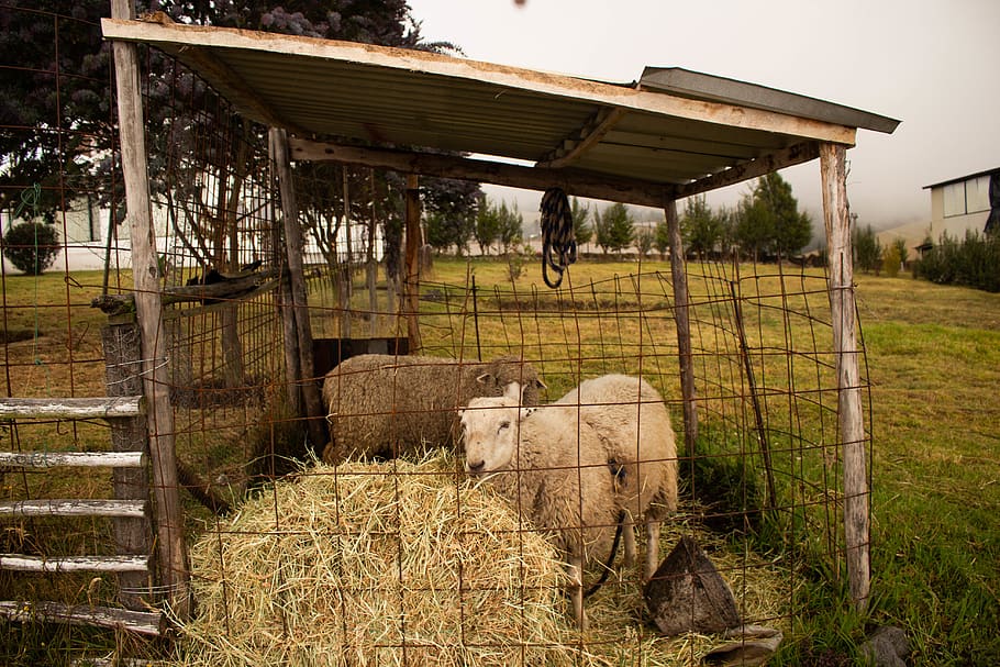 Three White Sheep Inside Cage With Hays, animals, daylight, daytime HD wallpaper