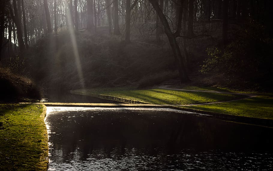 tree, lake, spring, water, plant, forest, land, scenics - nature HD wallpaper