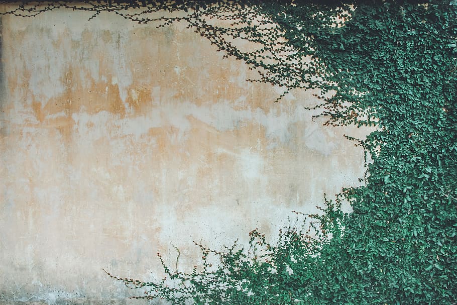 beige wall covered green leaf plants, wall - building feature HD wallpaper