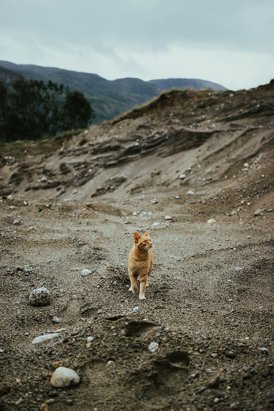orange cat on dirt road, animal themes, one animal, mammal, mountain HD wallpaper