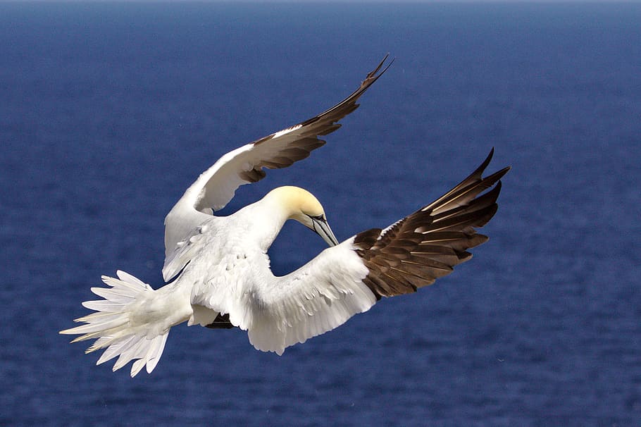 white bird flying during daytime, animals in the wild, animal wildlife HD wallpaper