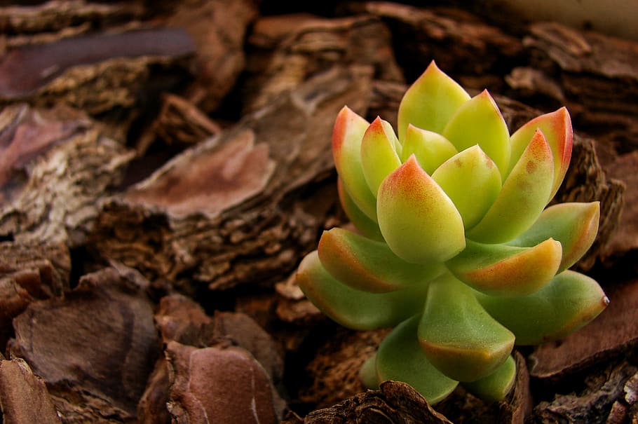 green succulent plant, moss, flower, cactus, sprout, blossom HD wallpaper