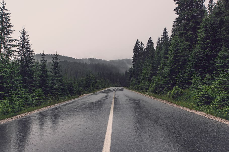 road, rain, trees, forest, woods, travel, adventure, trip, road trip HD wallpaper