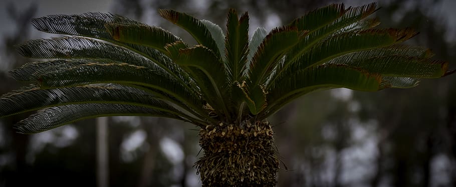 palm, palm tree, green, beach, frond, nature, plant, growth HD wallpaper