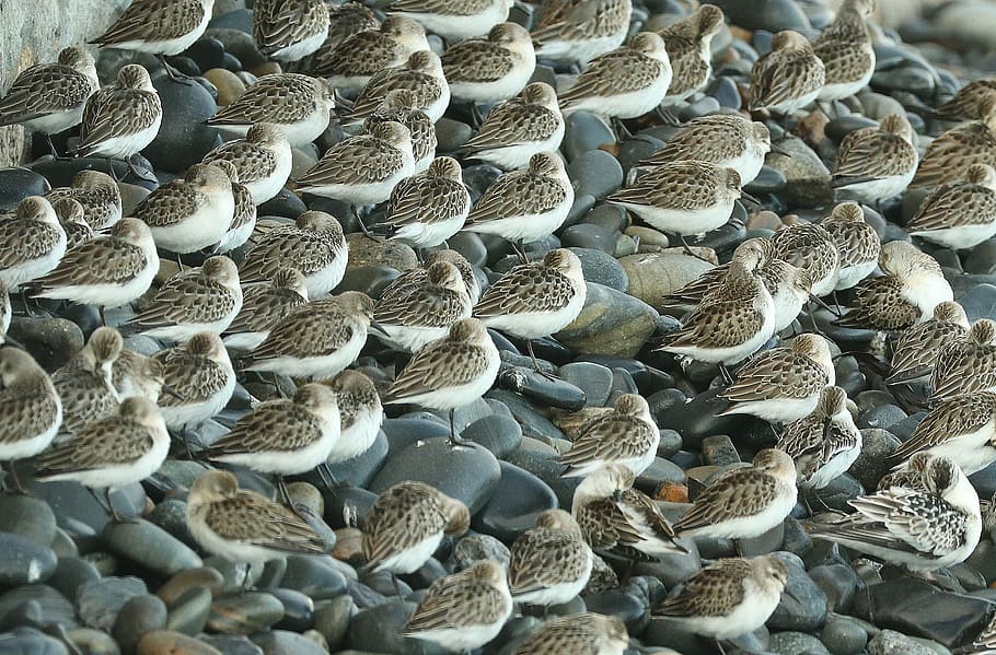 sandpipers, beach, bind, wildlife, nature, shorebirds, coast HD wallpaper