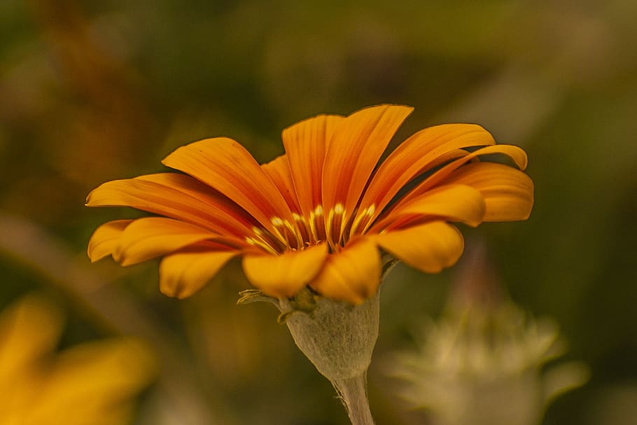 flower, nature, spring, garden, petals, flowering plant, freshness HD wallpaper