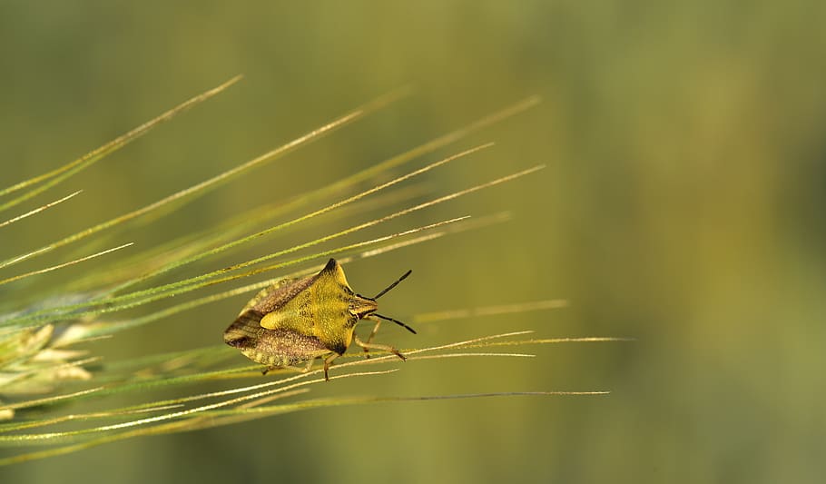 barley, ear, bug, leaf bug, insect, flight insect, macro, small HD wallpaper