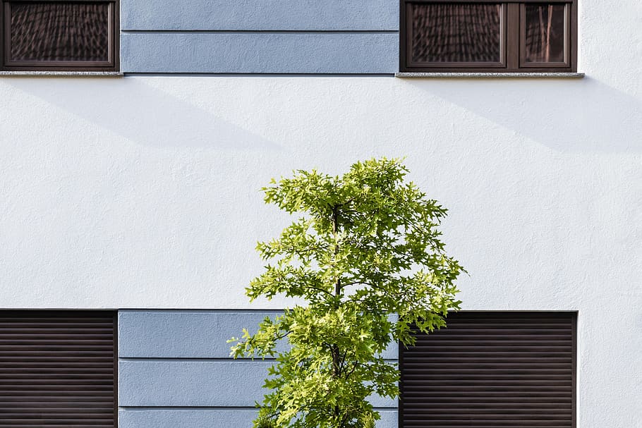 green tree beside building, minimal, facade, plant, leaf, window, HD wallpaper