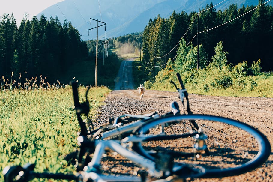 canada, golden, tree, path, stray, bike, nature, peaceful, outdoor HD wallpaper
