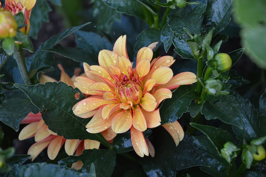flower, dahlia, summer, drops, greens, flora, bloom, beauty, HD wallpaper